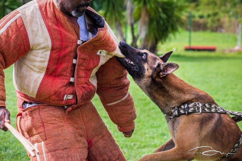 ACS : Maître chien de sécurité